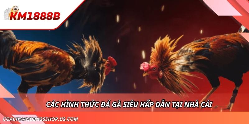 Đá Gà KM1888B - Săn Thưởng Cùng Các Cuộc Chiến Gay Cấn