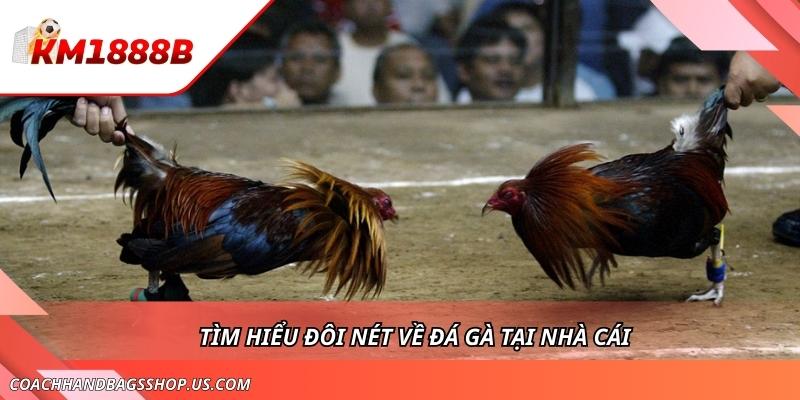 Đá Gà KM1888B - Săn Thưởng Cùng Các Cuộc Chiến Gay Cấn