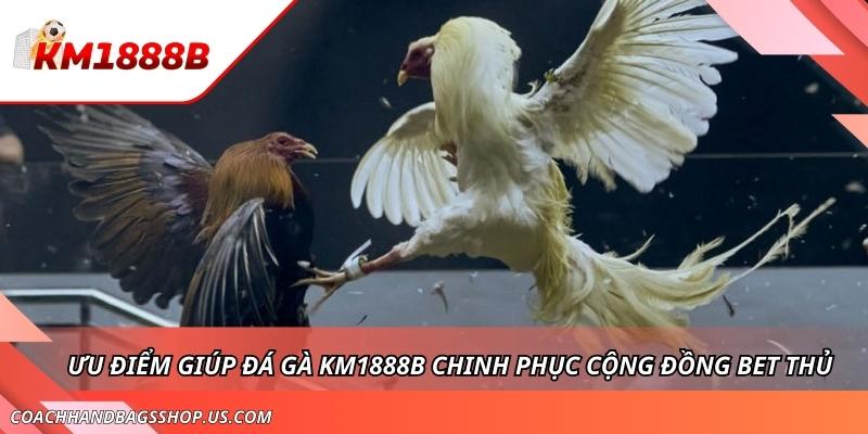 Đá Gà KM1888B - Săn Thưởng Cùng Các Cuộc Chiến Gay Cấn