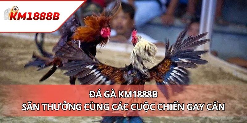 Đá Gà KM1888B - Săn Thưởng Cùng Các Cuộc Chiến Gay Cấn